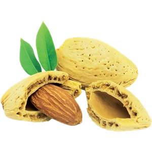 Almond PNG-50637